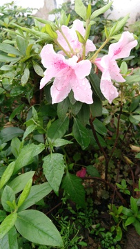 清明花