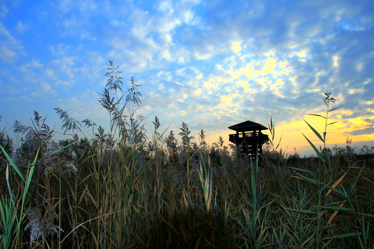 湿地木塔