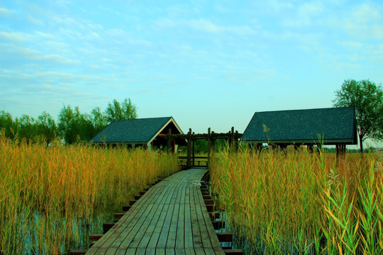 湿地木屋