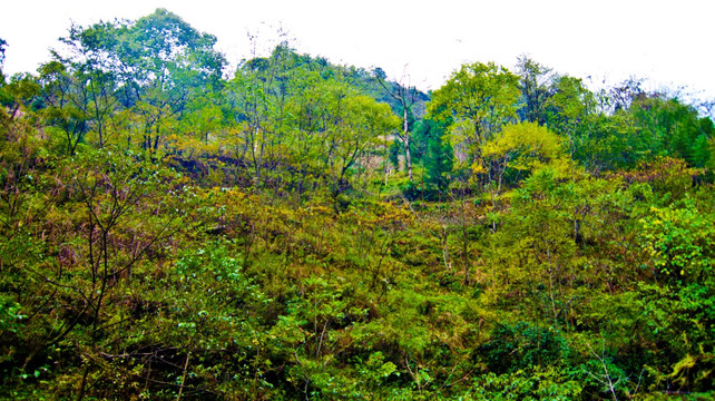 山地 树林