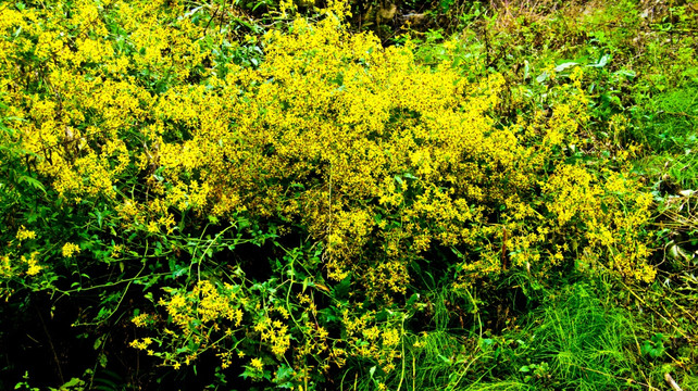 黄花 野花