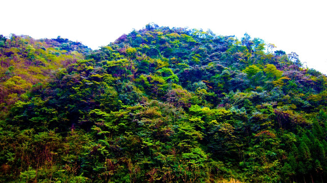 山丘 树林