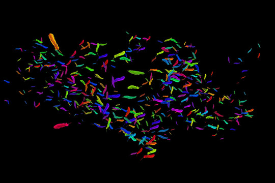 许多羽毛在微风中吹