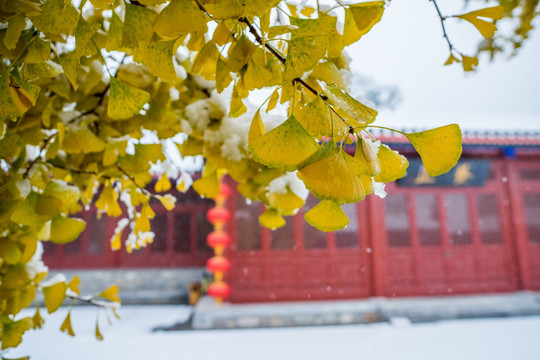 大觉寺银杏