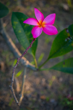 红色鸡蛋花