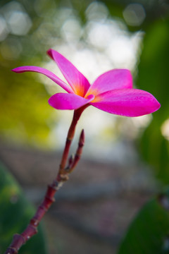 红色鸡蛋花