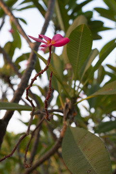 红色鸡蛋花