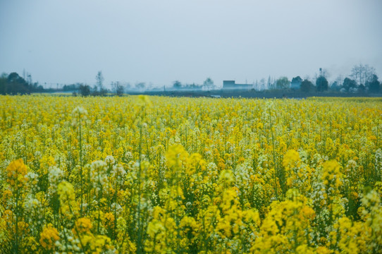 油菜花