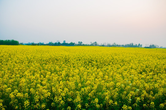 油菜花