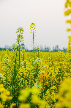 油菜花