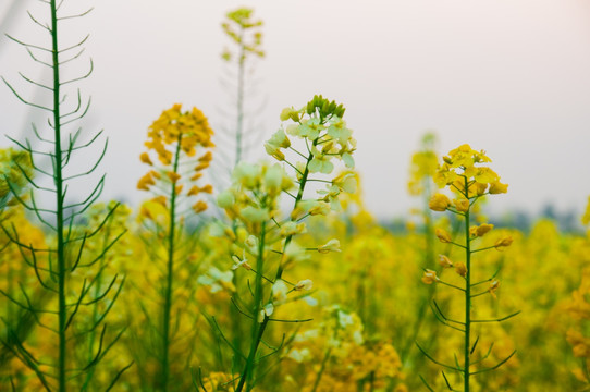 油菜花