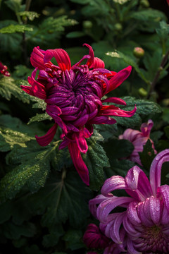 菊花