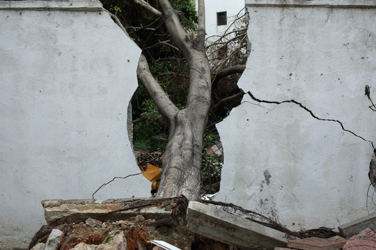 台风吹到的树木压倒墙壁
