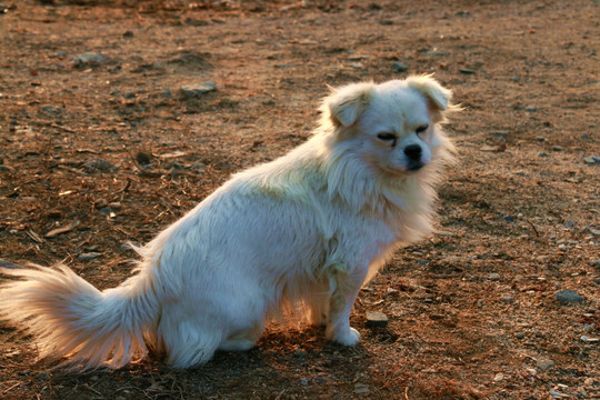 京巴犬