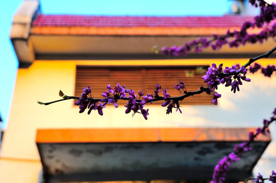 房前 紫荆花枝