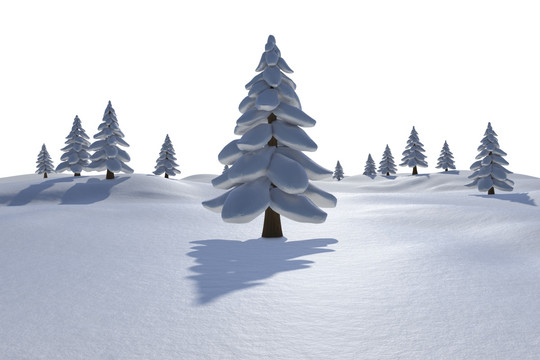 雪地中的冷杉树