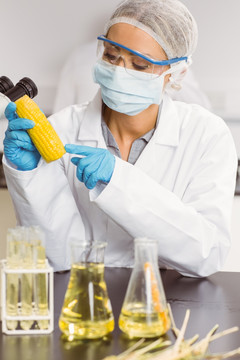 在检测玉米的食品科学家