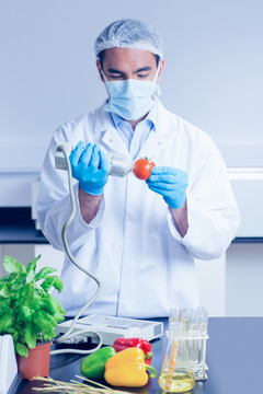 科学家为番茄做检查