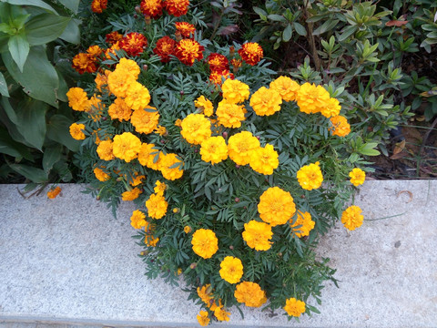 一簇菊花