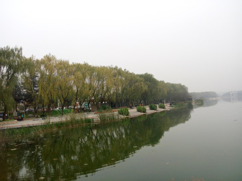 湖畔杨柳