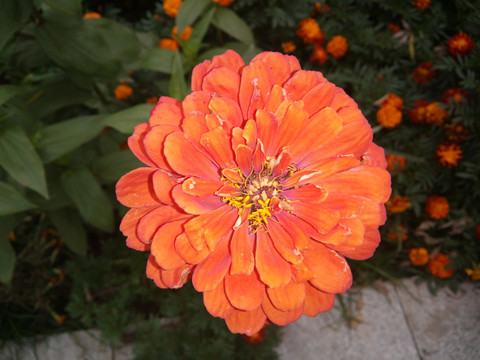 粉红菊花特写