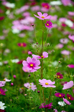 波斯菊