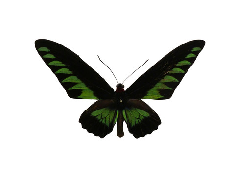 马来西亚国蝶 红颈鸟翼凤蝶