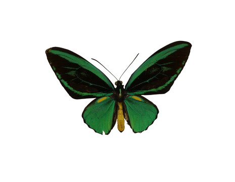 印度尼西亚国蝶 绿鸟翼凤蝶