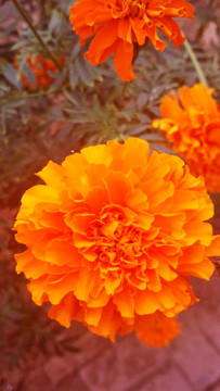 橙色花卉