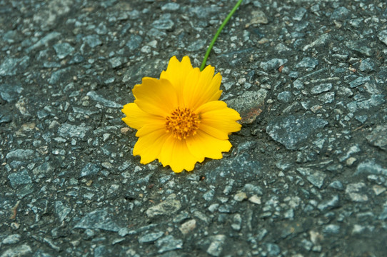 黄色小菊