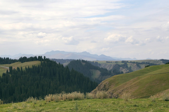 天山高山牧场