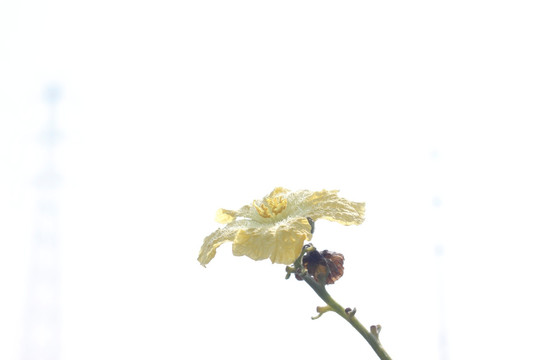 丝瓜花上停留的蜜蜂