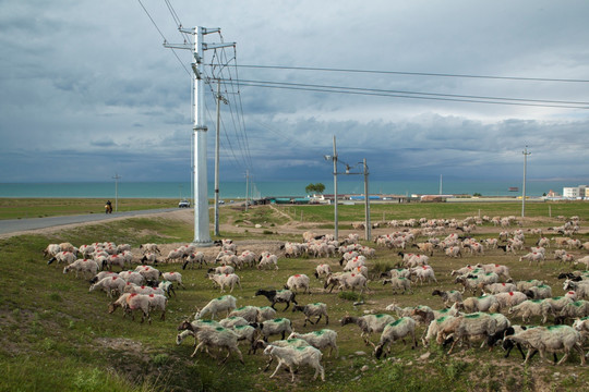 青海湖湖畔的羊群