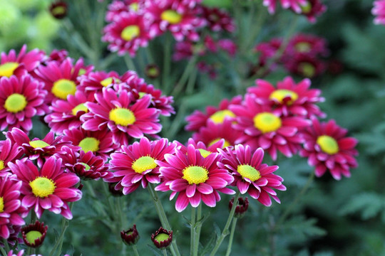 菊花展 菊花 花 花卉