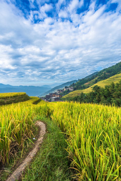 龙脊梯田