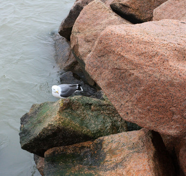 岩石上的海鸥