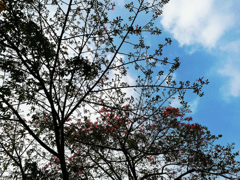 树枝天空背景