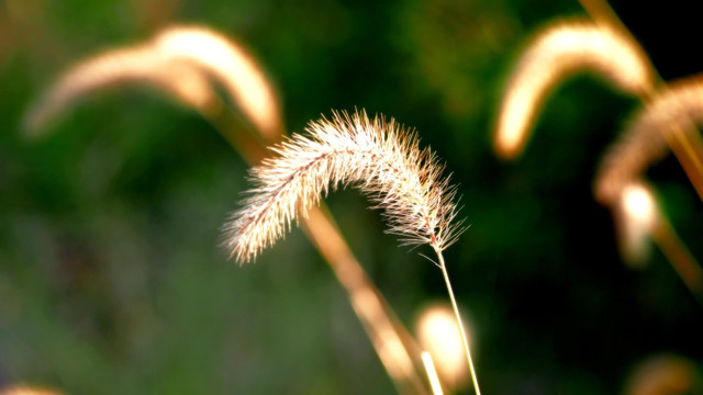 狗尾巴草