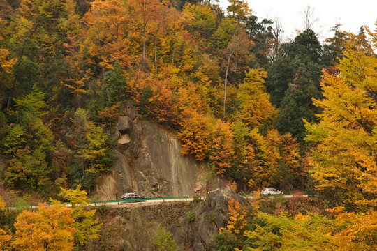 光雾山红叶8
