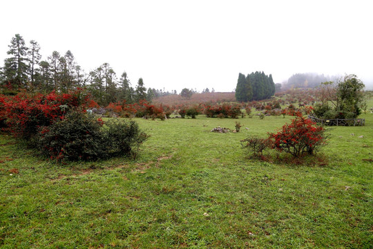 千野草场