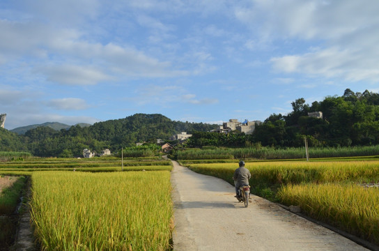 山村稻田