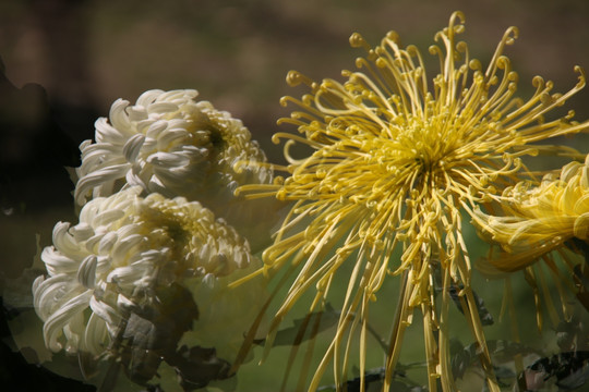 菊花