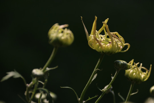 菊花