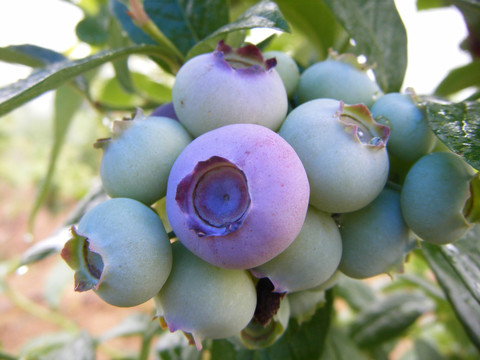 未熟透的蓝莓鲜果