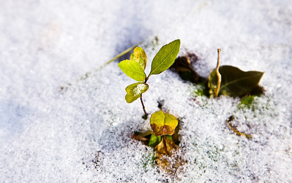 雪中的小苗