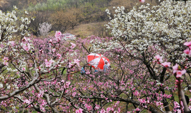 果园花开