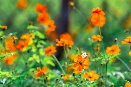 蝴蝶与花