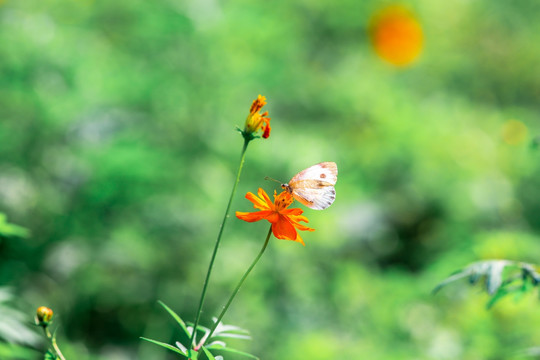 蝴蝶与花