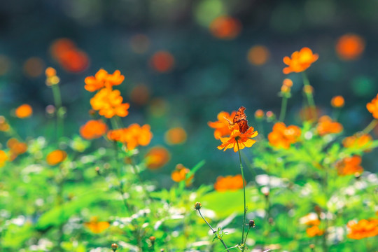 蝴蝶与花