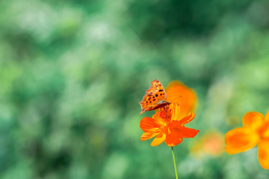 蝴蝶与花